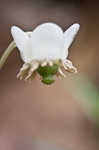 Pipsissewa <BR>Spotted wintergreen